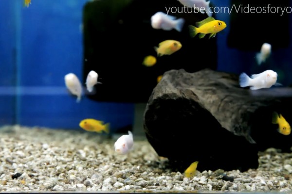 Videos for your Cat - Yellow and White Cichlids