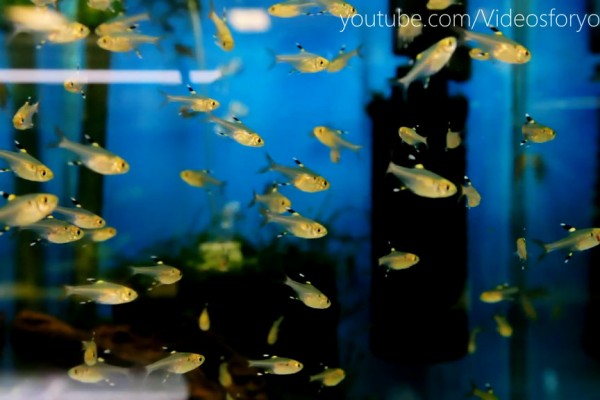 Videos for your Cat - Yellow Tetra Fish Tank