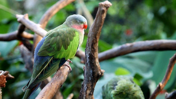 eclectus parrot screenshot